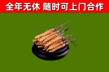睢宁县烟酒回收冬虫夏草.jpg